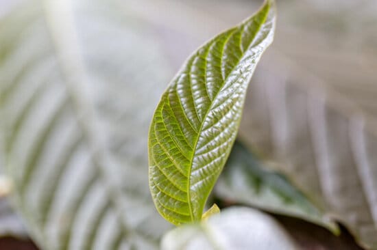 Kratom Extract made with Kratom leafs