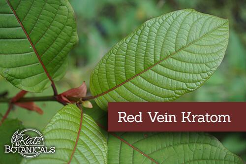Red Vein Kratom Leaf