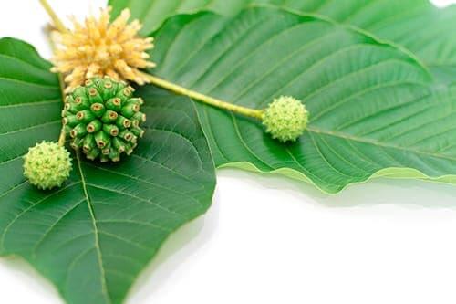 red vein kratom