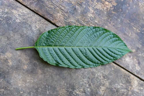 kratom leaf with red veins