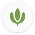 Bali Kratom