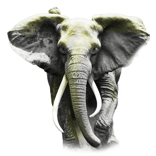 Rogue Elephant - Kats Botanicals